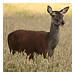 Red-Deer