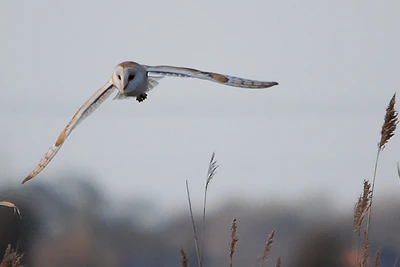 Barn Owl