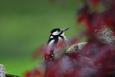 Greater Spotted Woodpecker