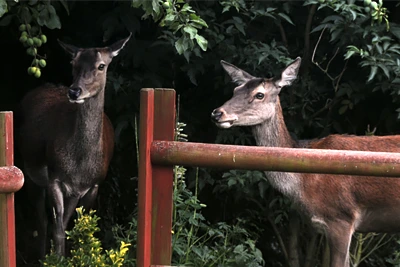 Female Red Deer and her Fawn