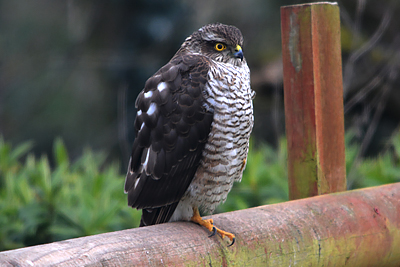 Sparrowhawk