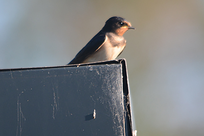 Swallow image