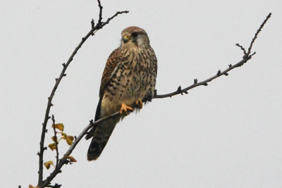 Common Kestrel