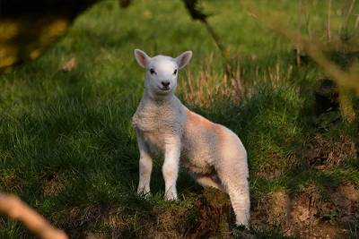 Lamb standing looking on