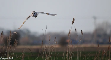 Male Barn Owl-Image 02