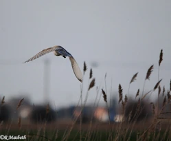 Male Barn Owl-Image 04