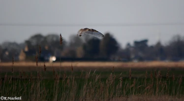 Male Barn Owl-Image 07