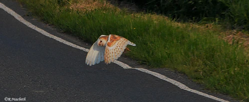 Male Barn Owl-Image 09
