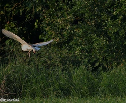 Male Barn Owl-Image 13