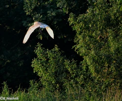 Male Barn Owl-Image 15