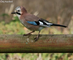 Juvenile Jay-Image 01