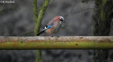 Juvenile Jay-Image 02