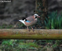 Juvenile Jay-Image 03