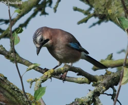 Juvenile Jay-Image 04