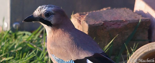 Juvenile Jay-Image 05