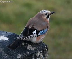 Juvenile Jay-Image 06