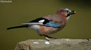 Juvenile Jay-Image 07