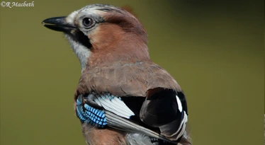 Juvenile Jay-Image 08