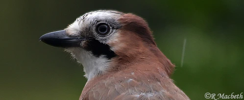 Juvenile Jay-Image 09