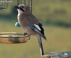 Juvenile Jay-Image 10