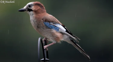 Juvenile Jay-Image 11