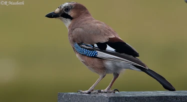 Juvenile Jay-Image 12