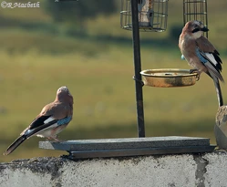 A pair of Juvenile Jay's