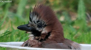 Juvenile Jay taking a bath