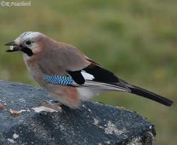 Juvenile Jay-Image 13