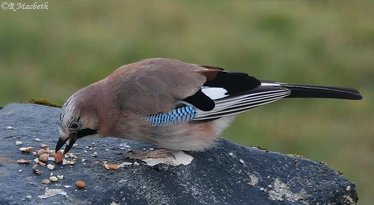 Juvenile Jay-Image 14