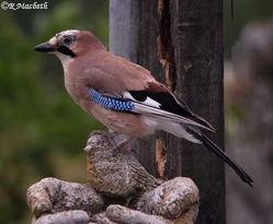 Juvenile Jay-Image 15