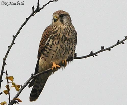 Common Kestrel