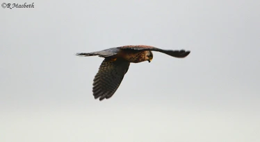 Common Kestrel