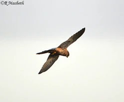 Common Kestrel