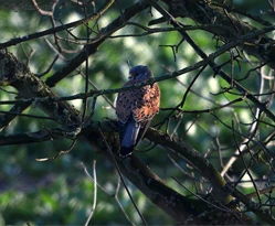 Common Kestrel