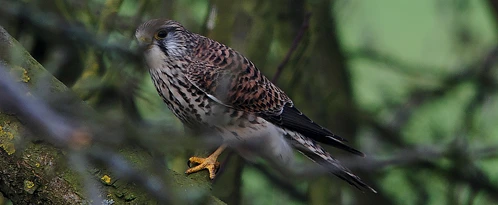 Common Kestrel