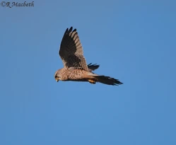 Common Kestrel