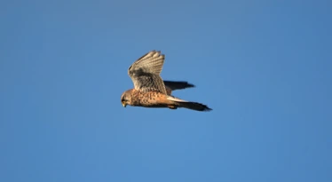 Common Kestrel