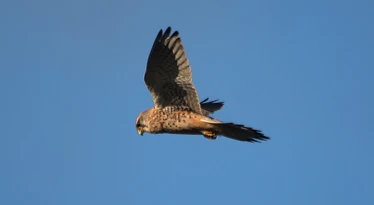 Common Kestrel