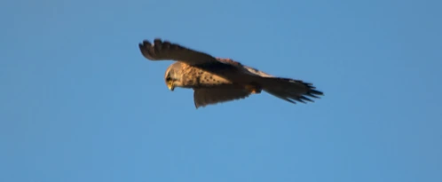 Common Kestrel