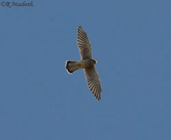 Common Kestrel