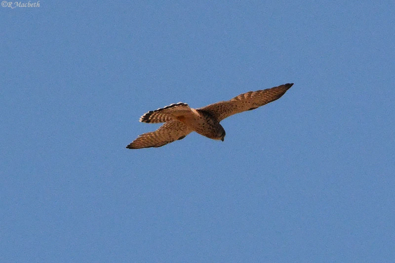 Common Kestrel