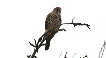 Common Kestrel