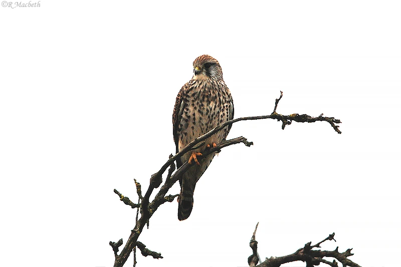 Common Kestrel