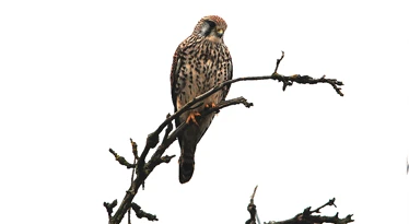 Common Kestrel