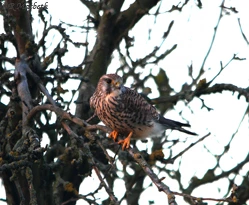 Common Kestrel