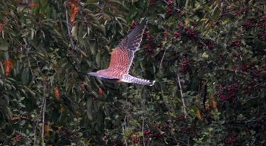 Common Kestrel