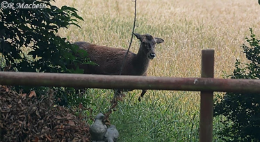 Female Red Deer and Fawn