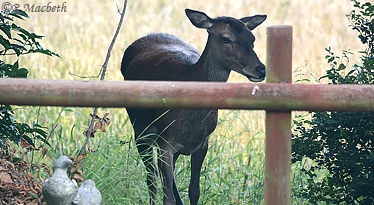 Female Red Deer and Fawn