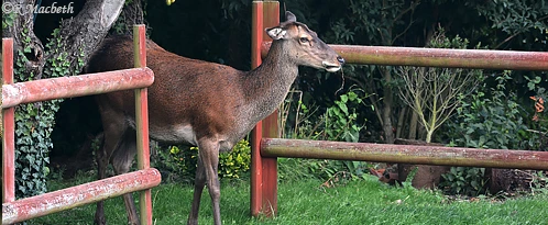 Female Red Deer and Fawn